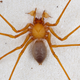 Image for article titled Your Daily Dose of Nightmare Fuel: a Newly Discovered Type of Cave Spider. With Claws.